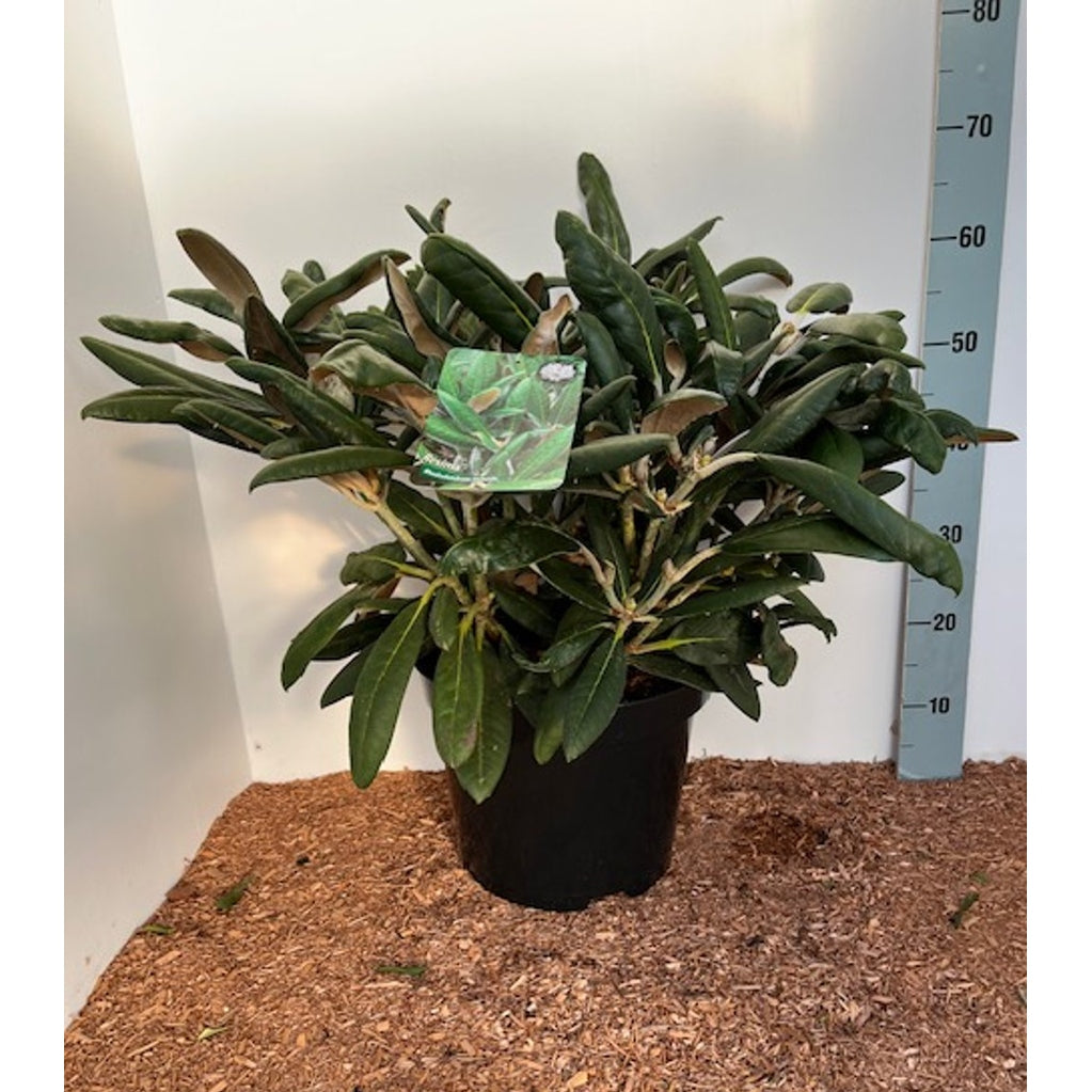 Rhododendron – Rhododendron 'Rexima' - C12 50-60 CM