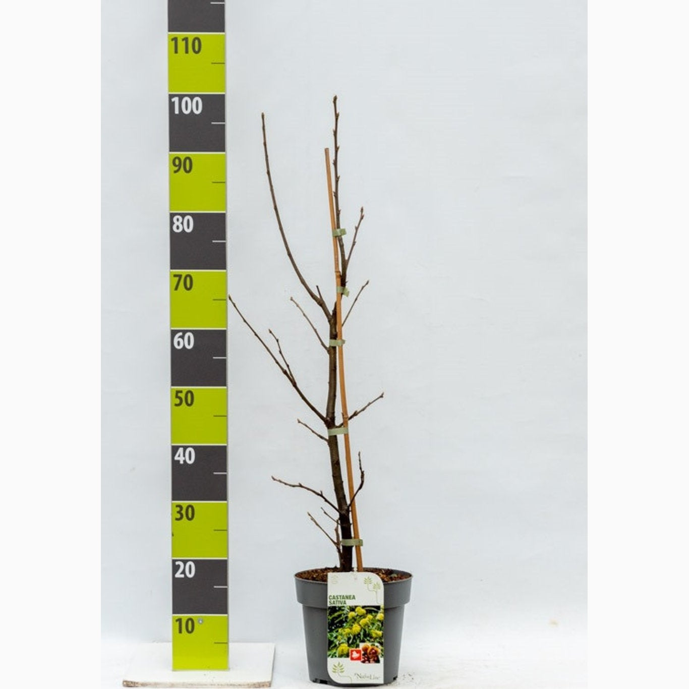 Äkta kastanj – Castanea sativa - C4,6 60-80 CM