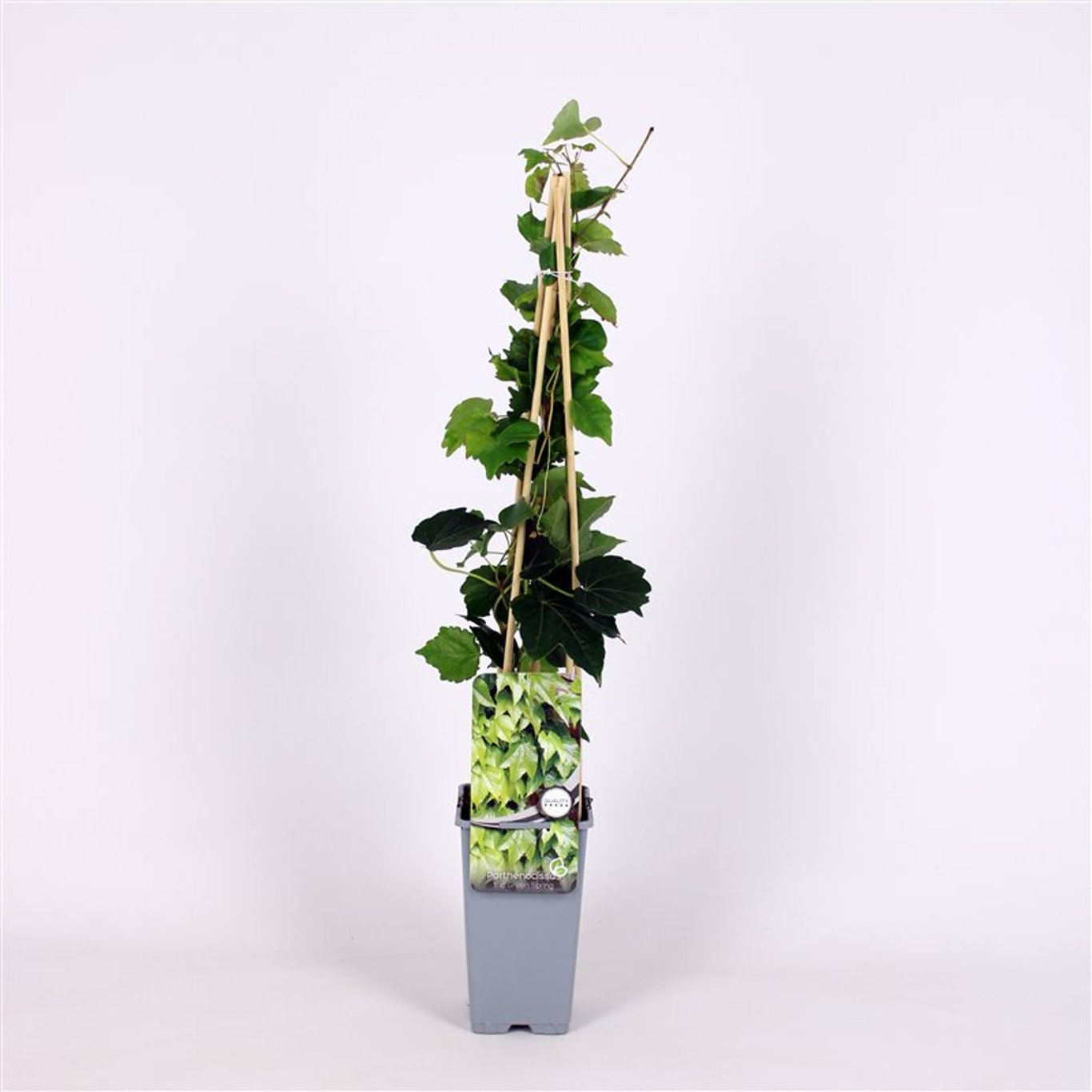 Klättervildvin – Parthenocissus tricuspidata 'Green Spring' - C2 70/+ CM