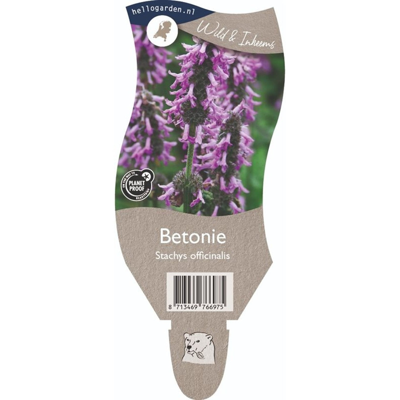 Strobilanthes – Strobilanthes atropurpureus - P11