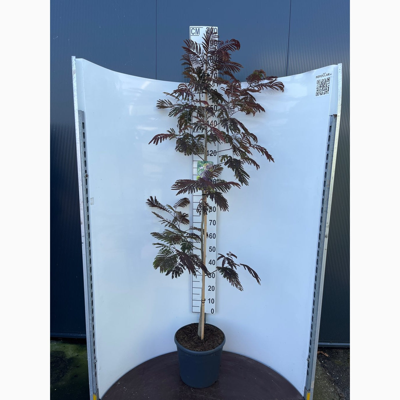 Silkesträd – Albizia julibr. 'Summer Chocolate' - C20 175-200 CM