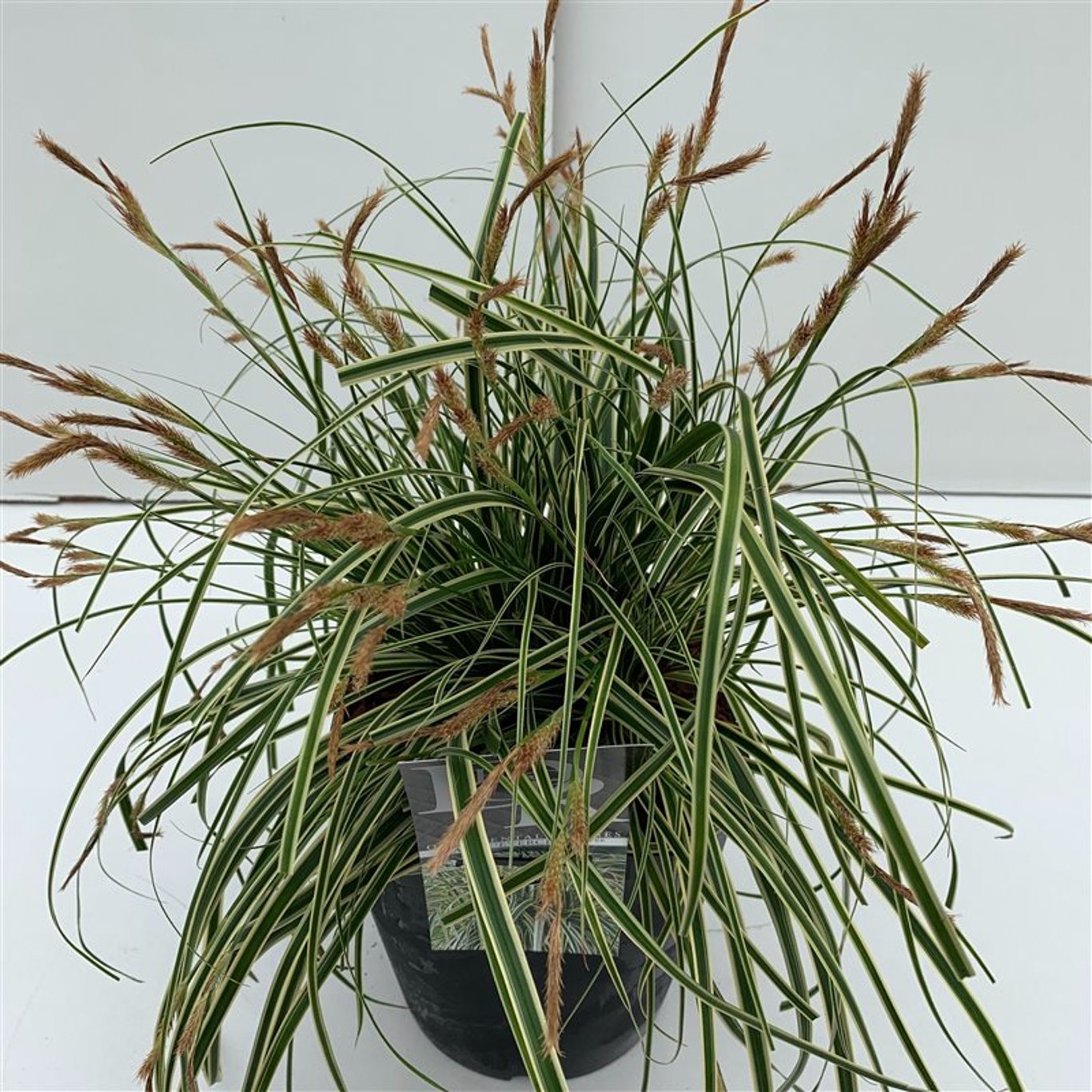 Starr – Carex oshimensis 'Evercream' - C5