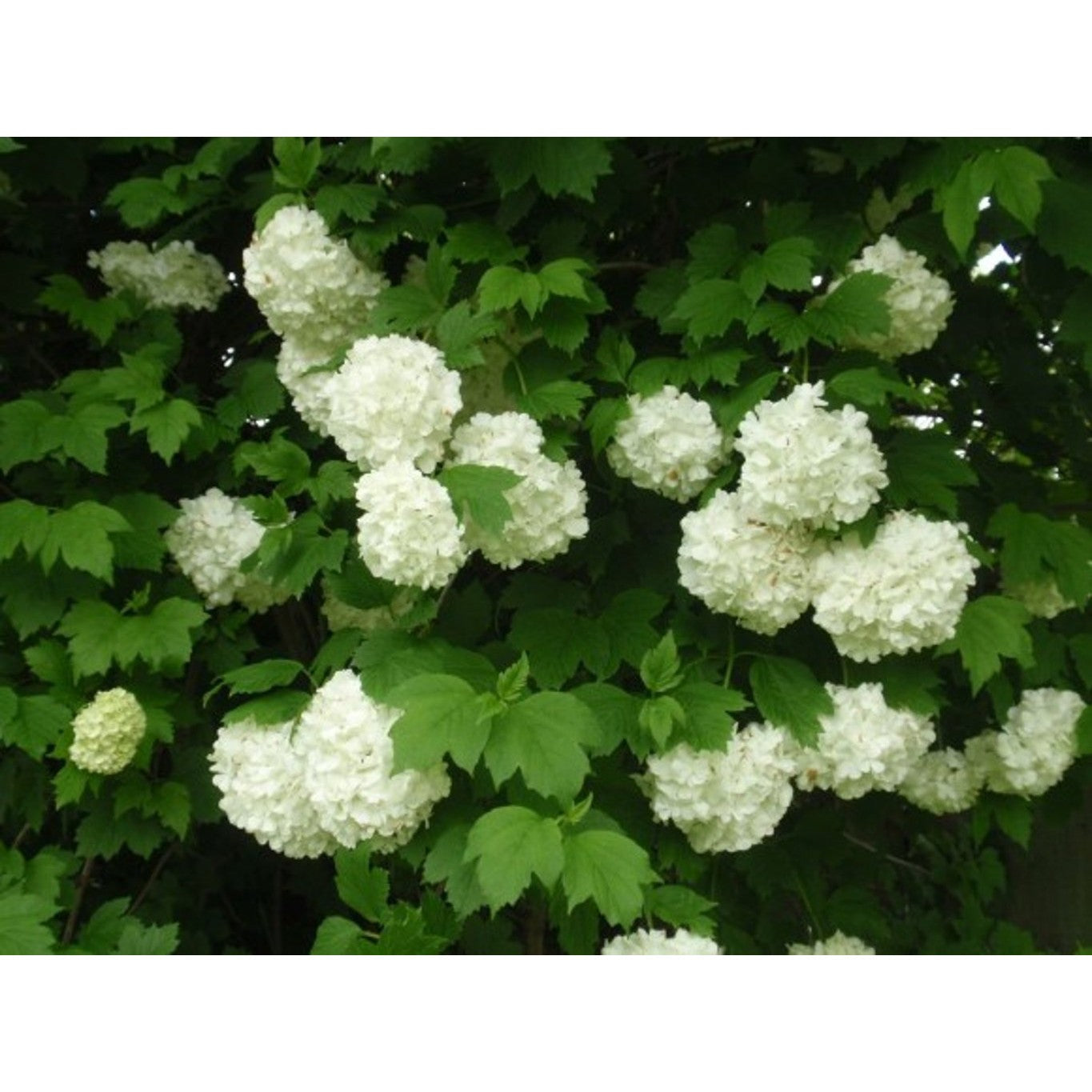 Skogsolvon – Viburnum opulus - 80-120 CM barrot 1/2 3-4 grenar