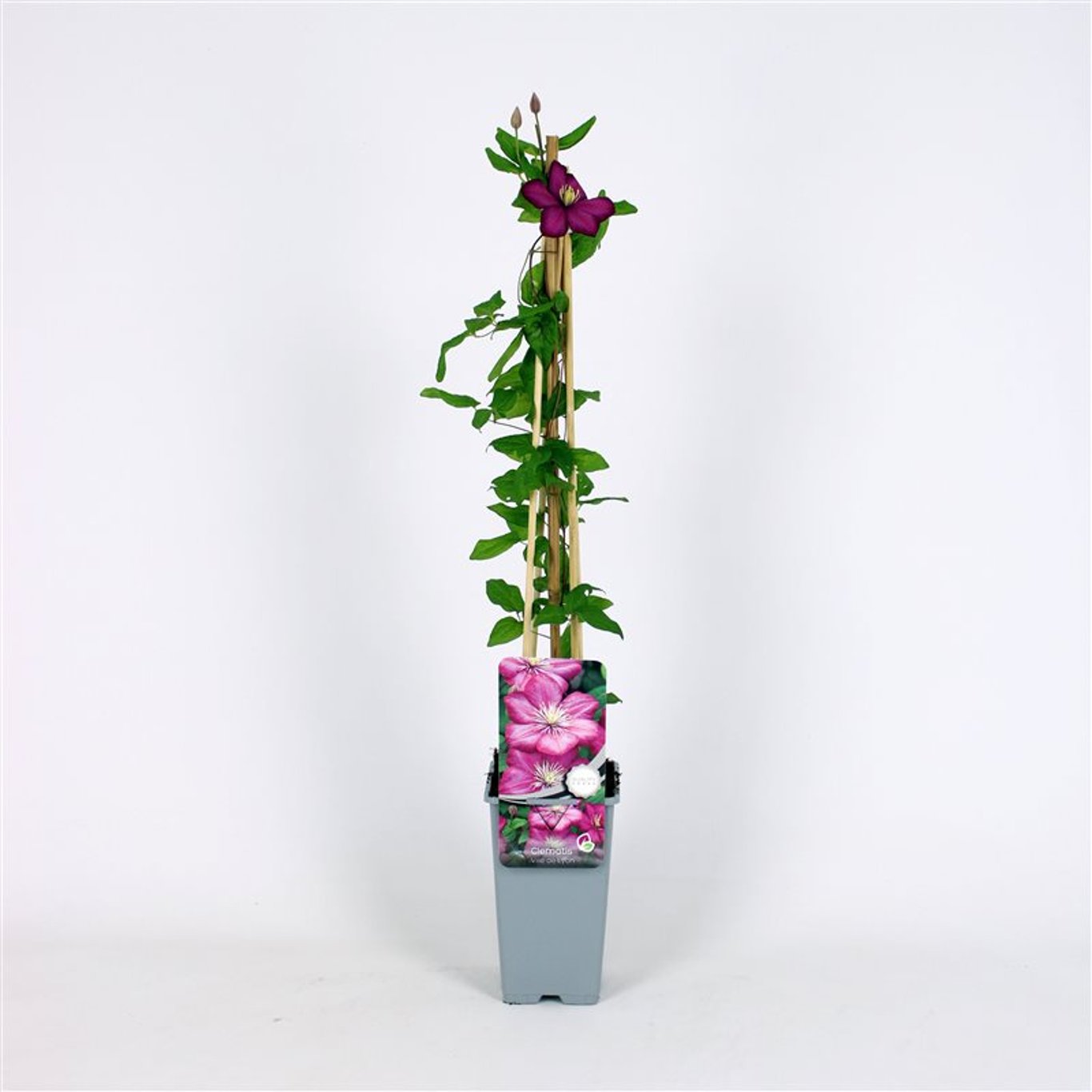 Klematis – Clematis 'Ville de Lyon' - C2 70/+ CM