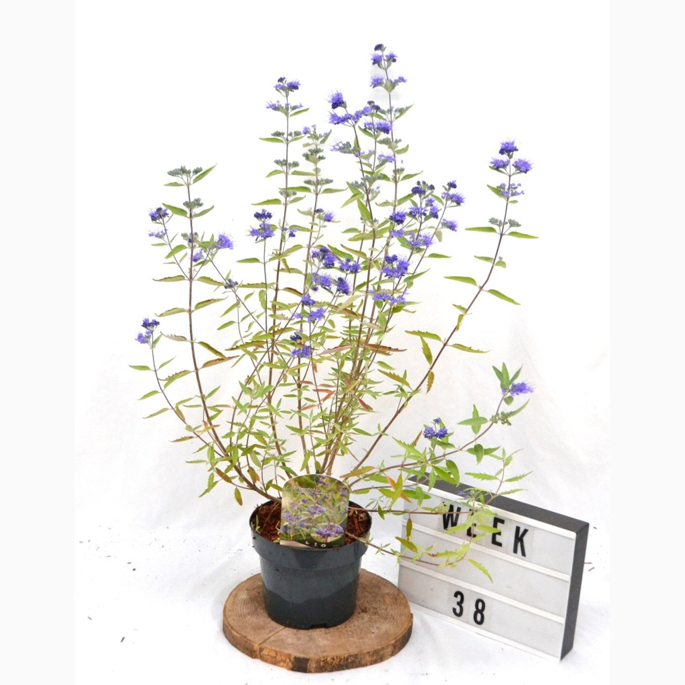 Blåspirea – Caryopteris clandonensis 'Heavenly Blue' - C3 20-40 CM