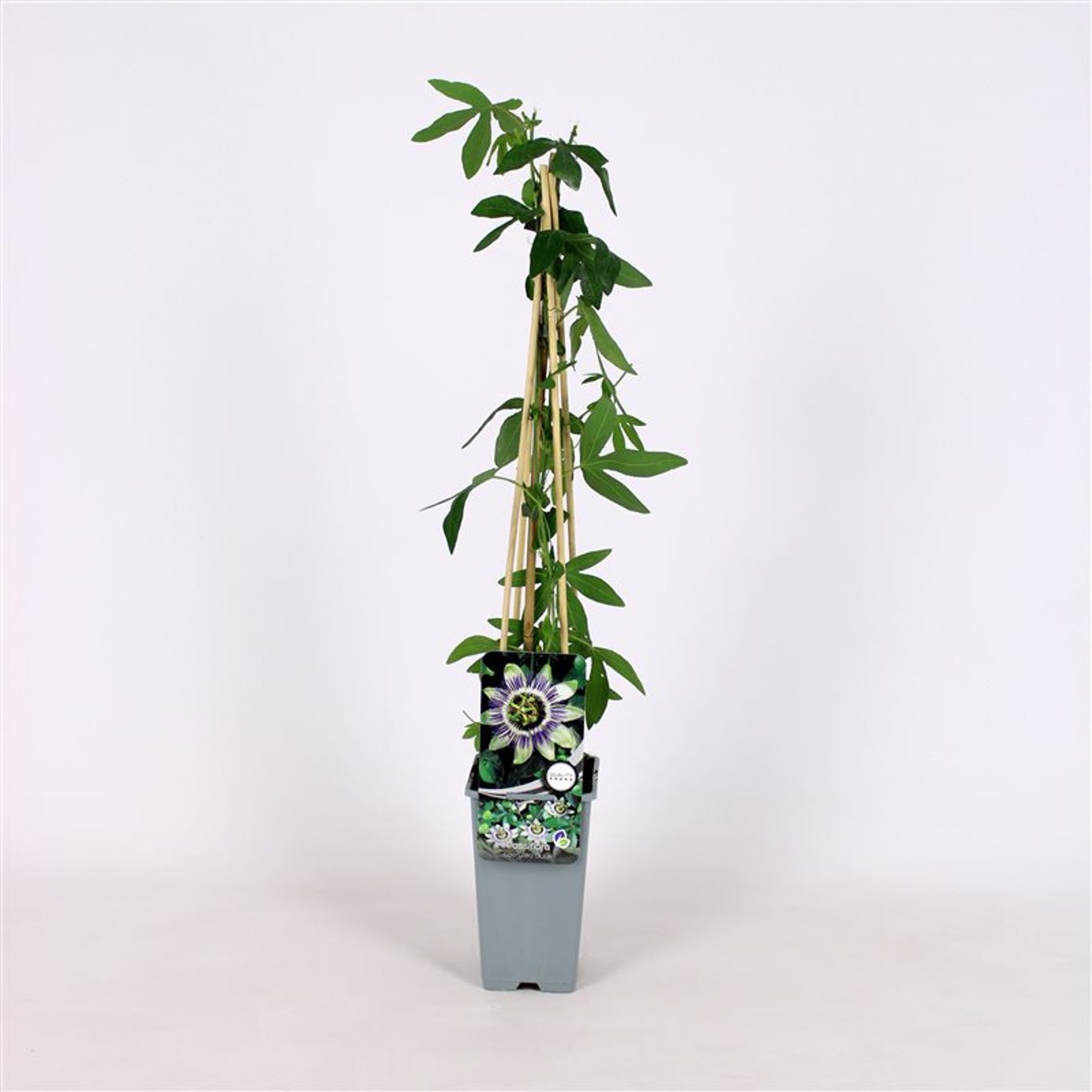 Passionsblomma – Passiflora 'Damsel's delight'® - C2 70/+ CM