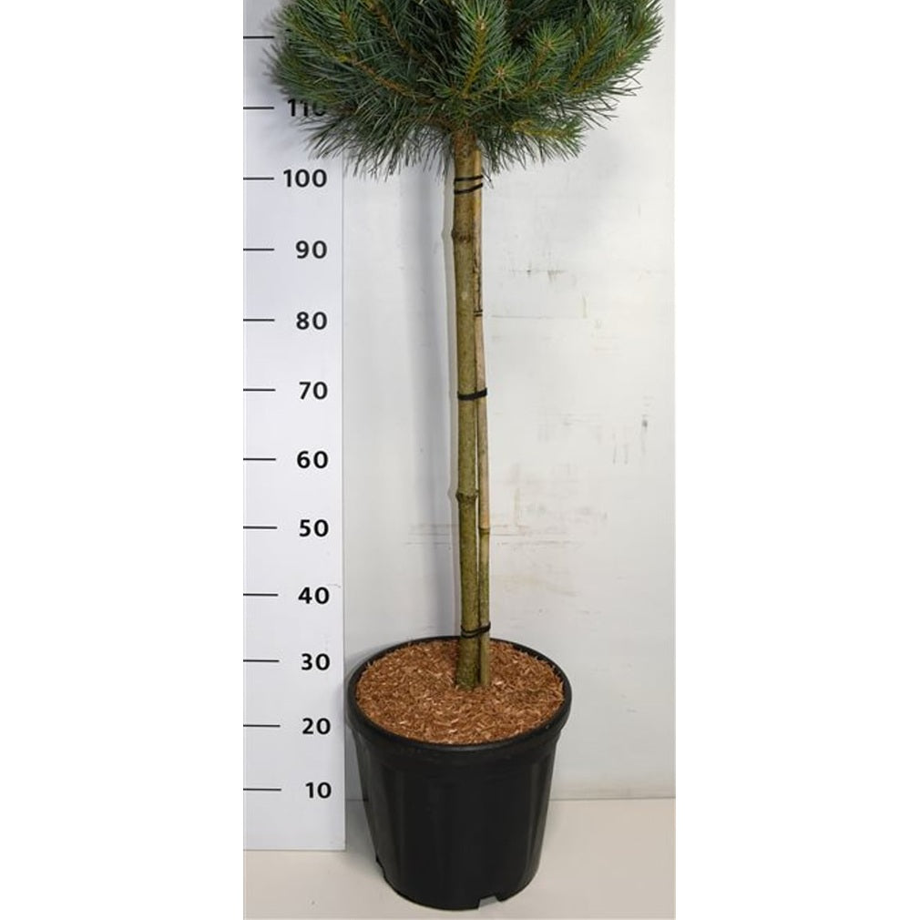 Tall – Pinus sylvestris &
