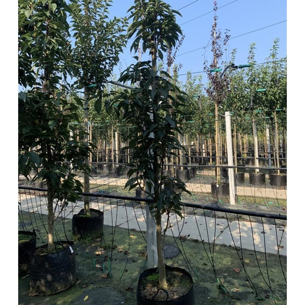 Japanskt körsbär – Prunus serrulata 'Amanogawa' - C200 8/10 200 CM Stem