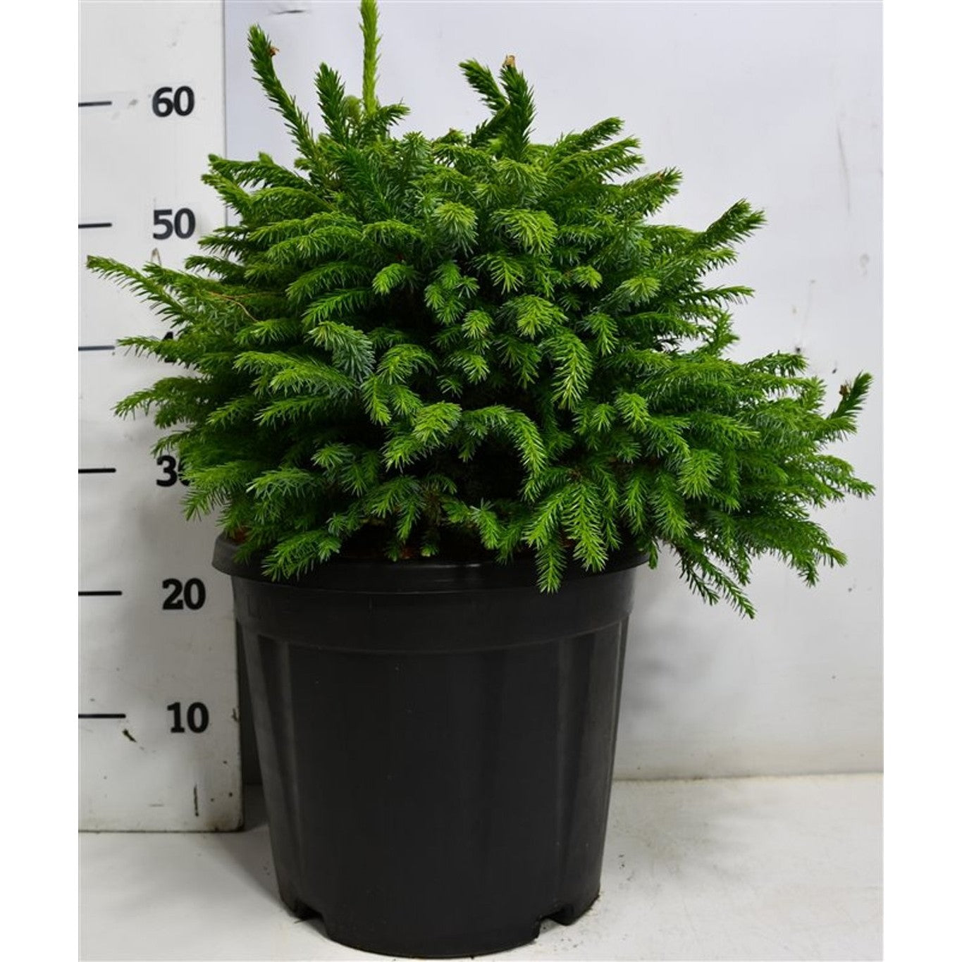 Serbgran – Picea omorika 'Nana' - C13 35-40 cm.