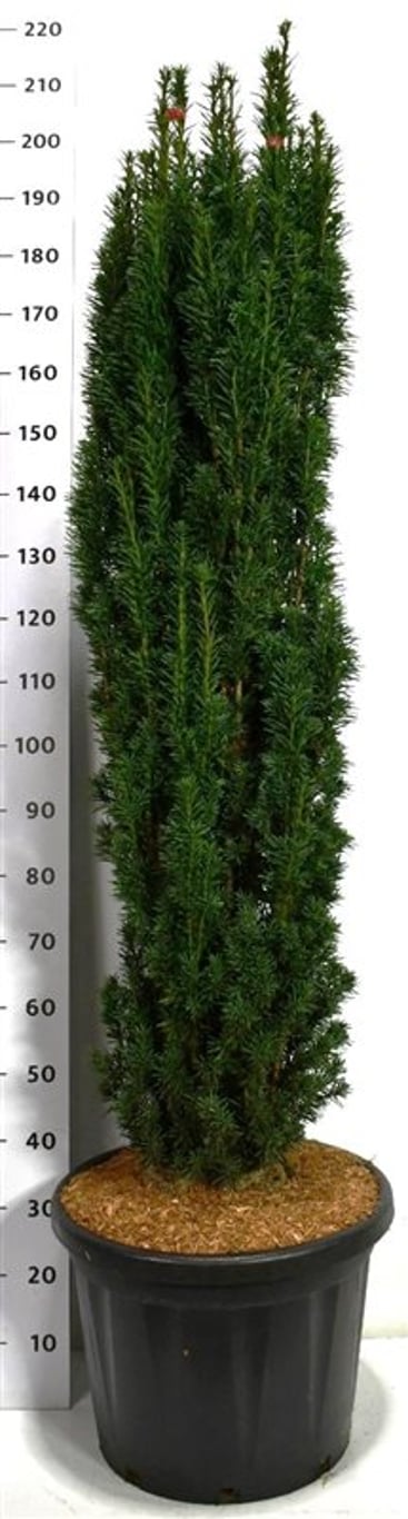 Idegran – Taxus baccata 'Fastigiata Robusta' - C65 120-140 cm. Sol