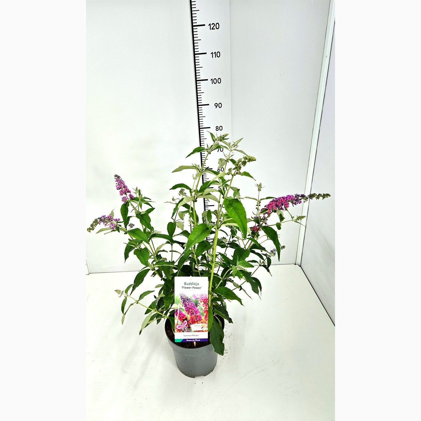 Sommarlilja – Buddleja dav. 'Flower Power' - C5
