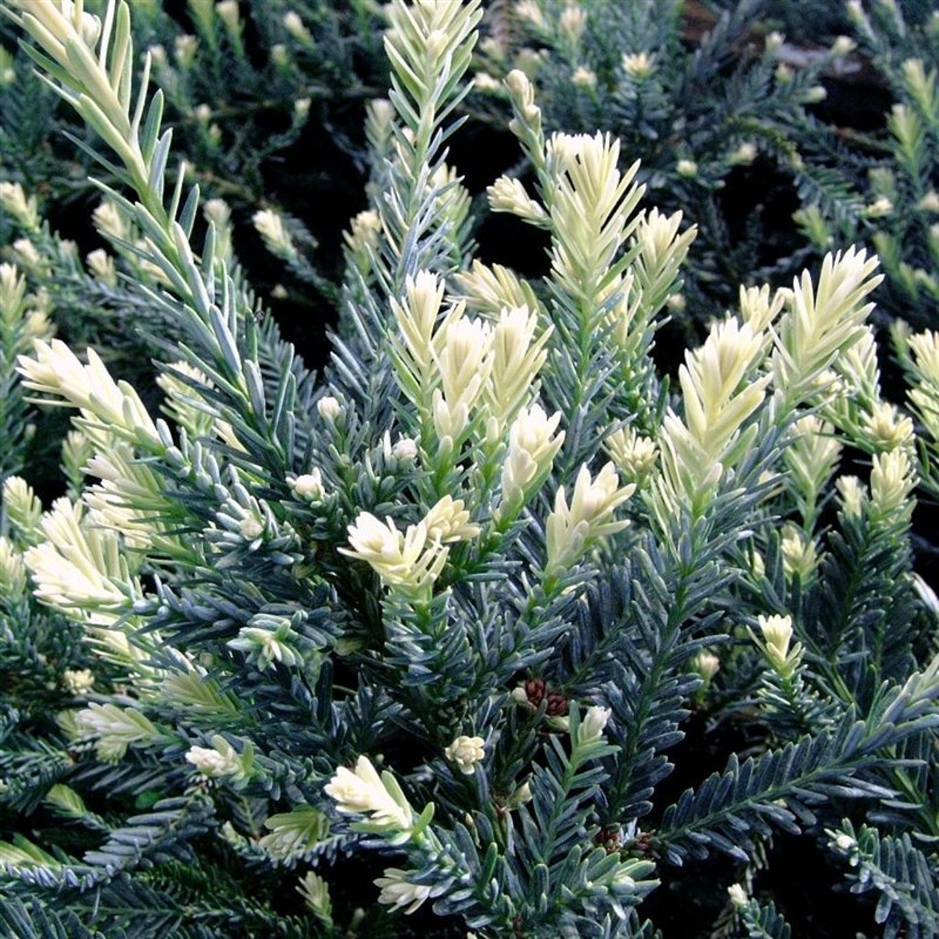 Fetknopp – Sedum forsterianum 'Elegans' - C3 25-30 CM