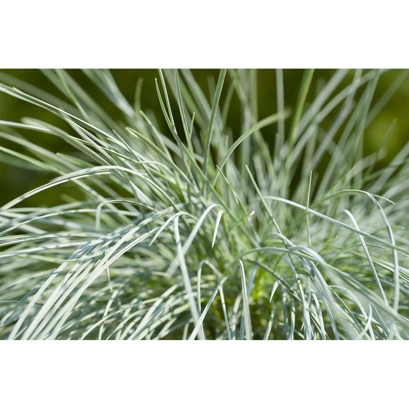 Blåsvingel – Festuca glauca &
