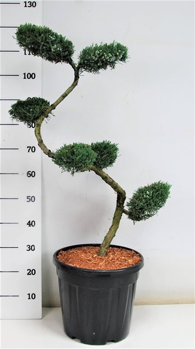 Virginsk en – Juniperus virginiana &