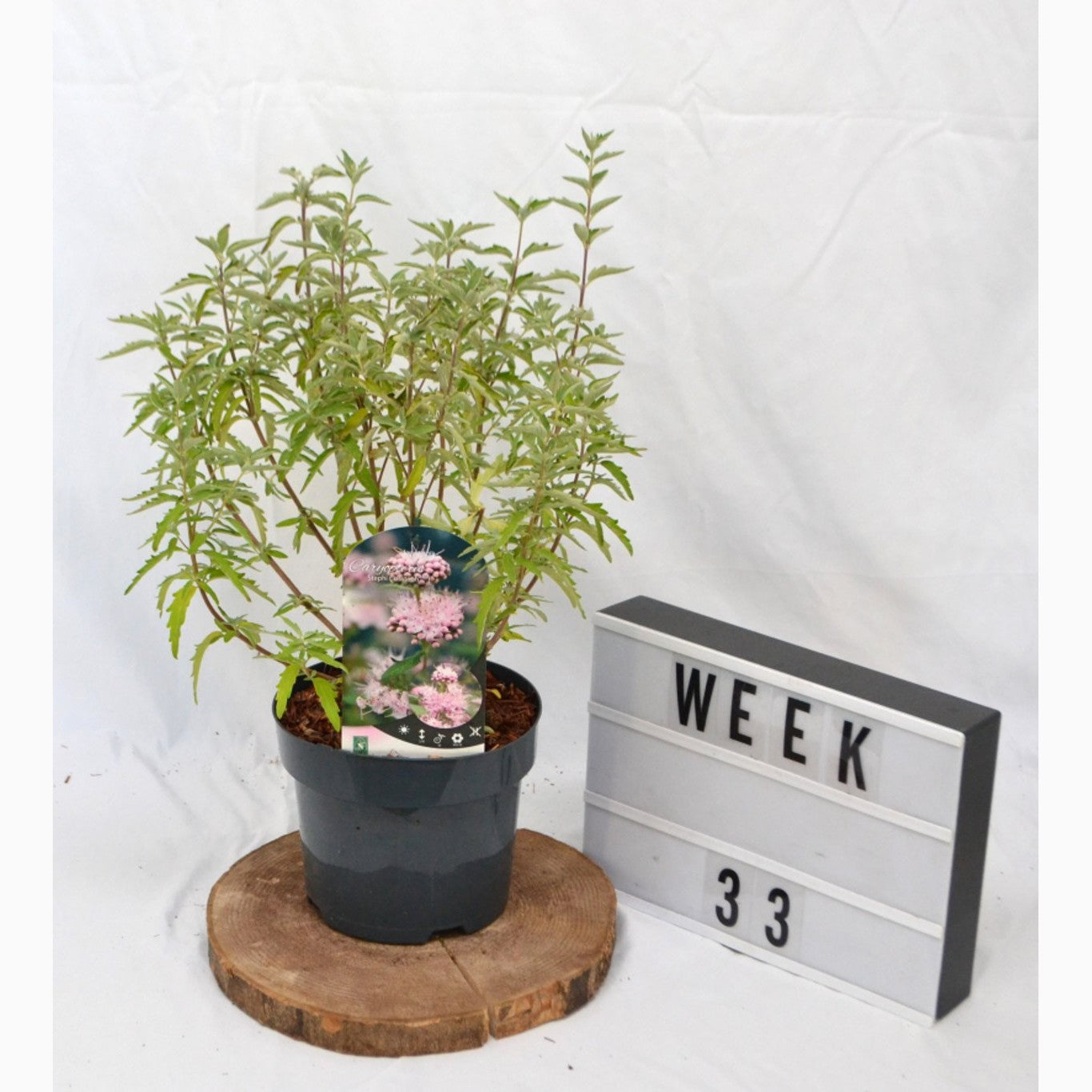 Blåspirea – Caryopteris clandonensis 'Stephi' - C3 20-40 CM