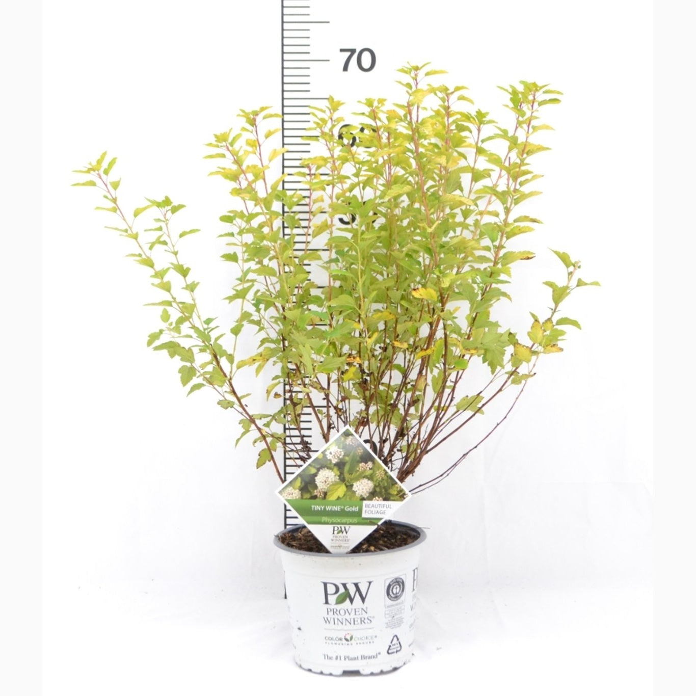 Smällspirea – Physocarpus opulifolius 'Tiny Wine Gold' - C3 20-40 CM