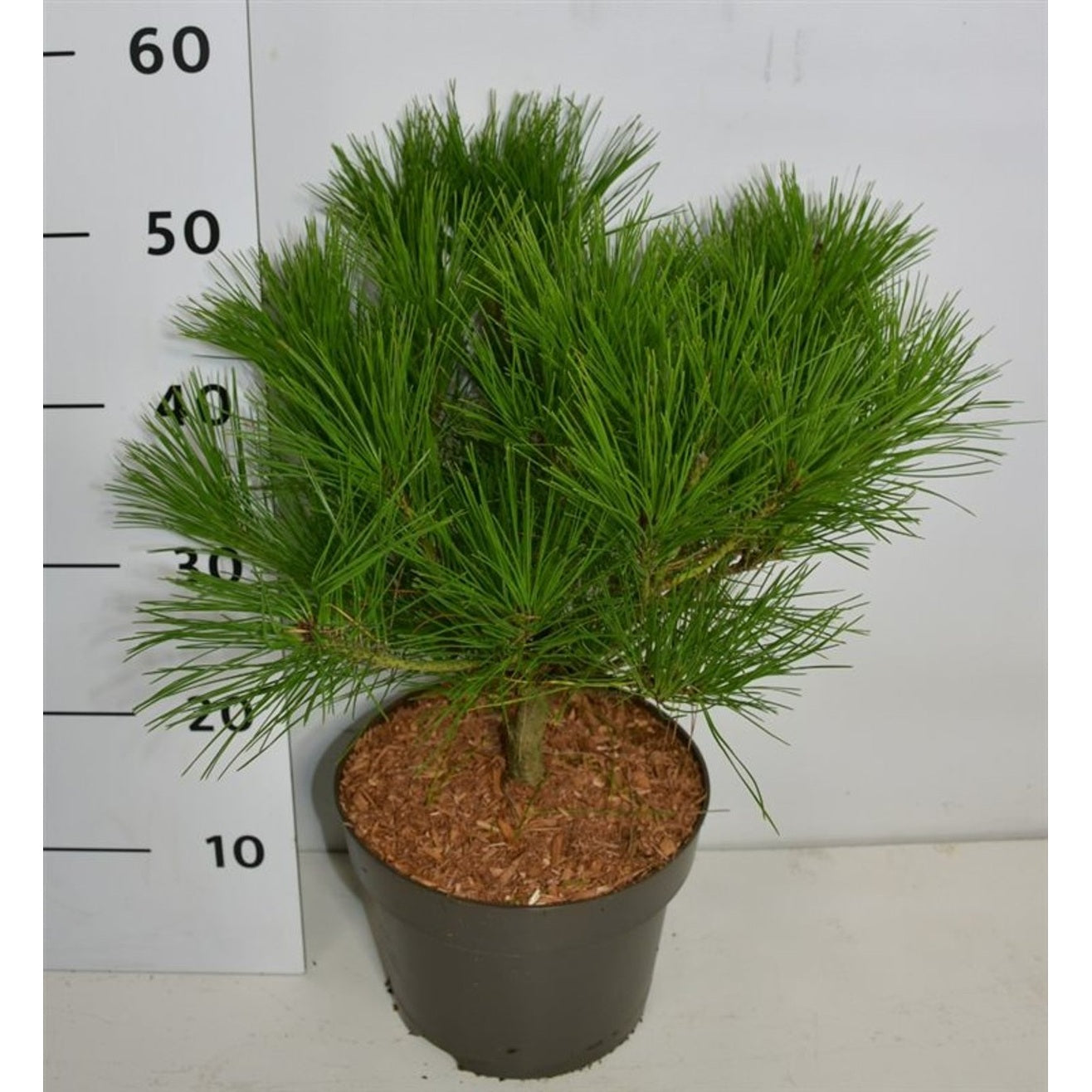 Svarttall – Pinus densiflora 'Alice Verkade' - C5 30-40 cm.