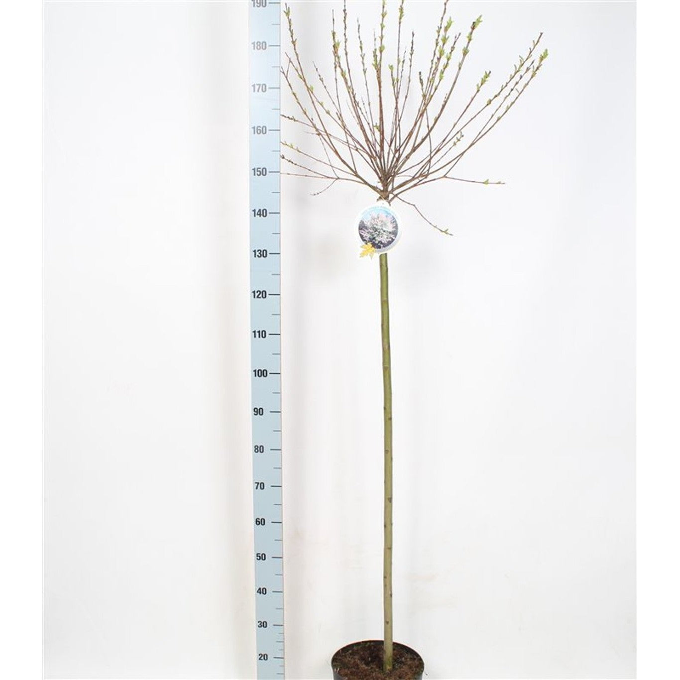 Japansk vide – Salix integra 'Hakuro-nishiki' - 120 CM Stem C7.5