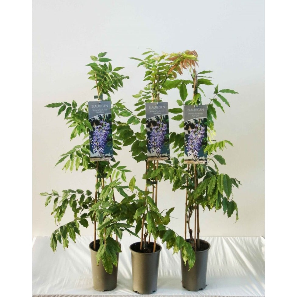 Blåregn – Wisteria floribunda 'Aunt Dee' - C2 60-80 CM Stick