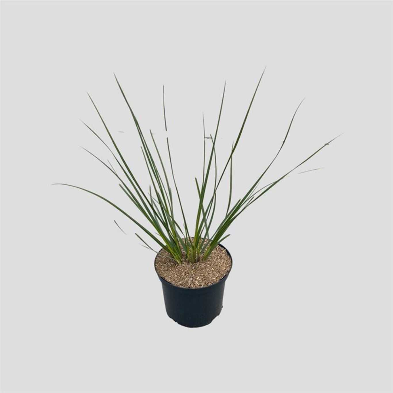 Pampasgräs – Cortaderia selloana 'Pumila' - C5