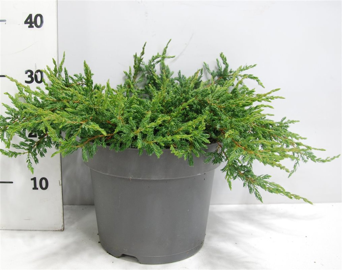 En – Juniperus communis 'Repanda' - C7.5 40-50 cm.