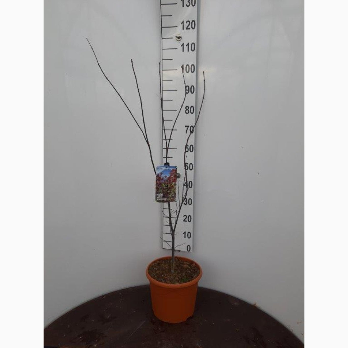 Japansk lönn – Acer pal. 'Burgundy Lace' - C10 60-80 CM