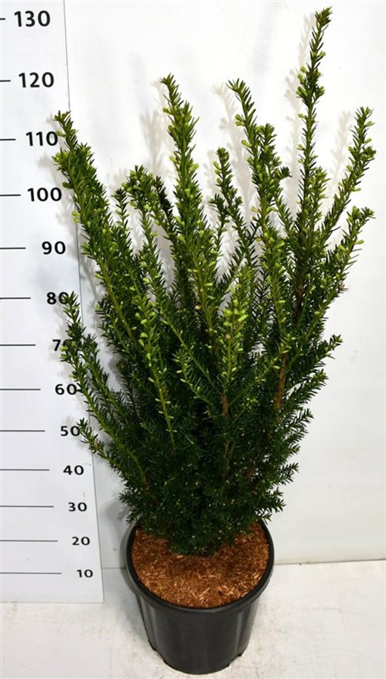 Hybrididegran – Taxus media &