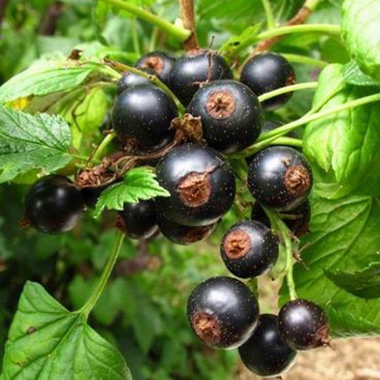 Jostabär – Ribes nigrum 'Jostabes' - 60-100 CM bare root 0/2 2-3 branche