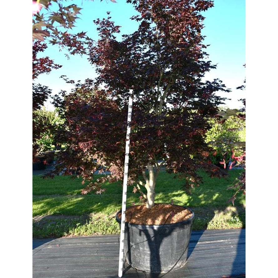 Japansk lönn – Acer palmatum 'Bloodgood' - C280 250-300 cm. Sol
