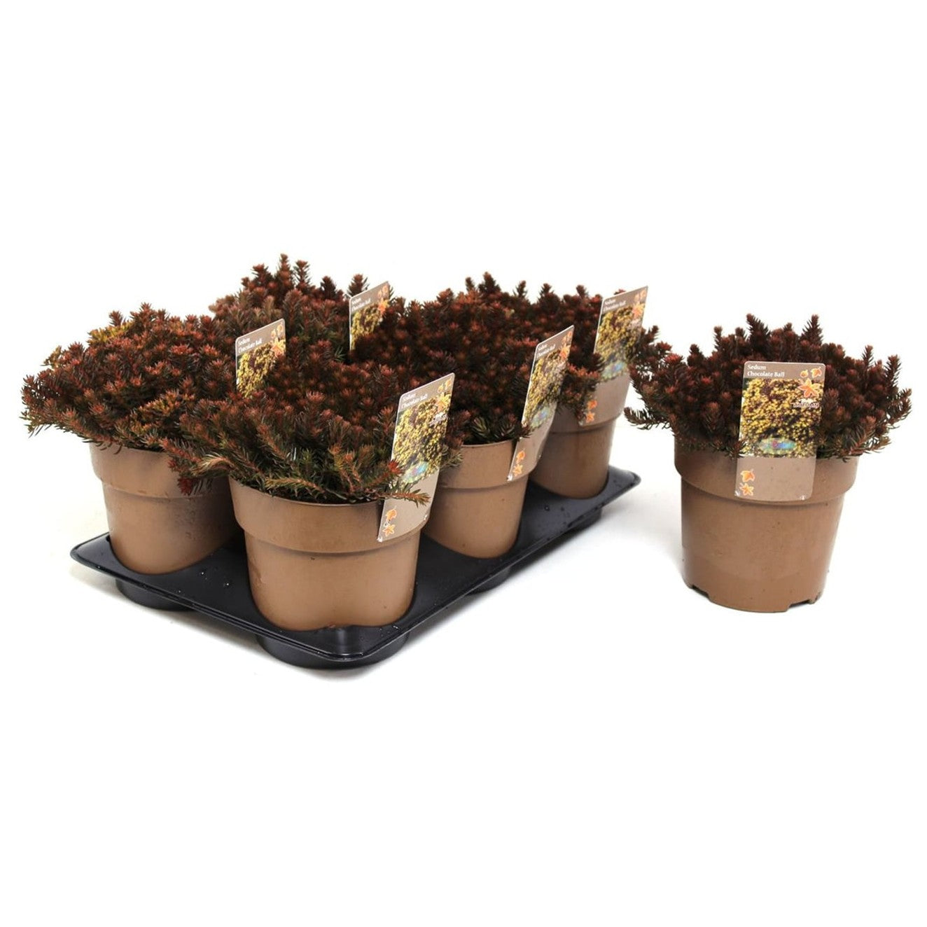 Fetknopp – Sedum 'Chocolate Ball' - C1,5