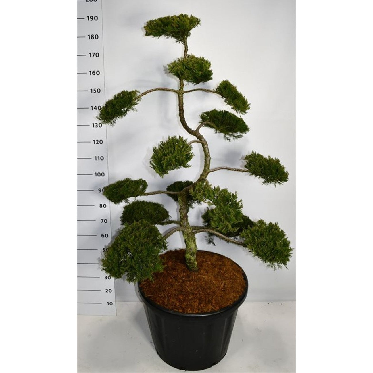 Savin-en – Juniperus sabina 'Rockery Gem' - C110 120-140 cm. Bonsai