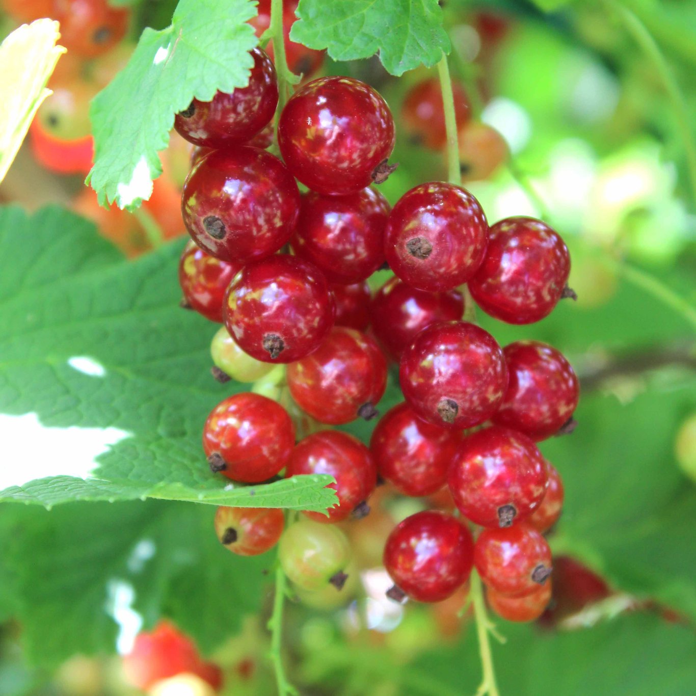 Röda vinbär – Ribes rubrum 'Rosetta' - C2 30-40 CM