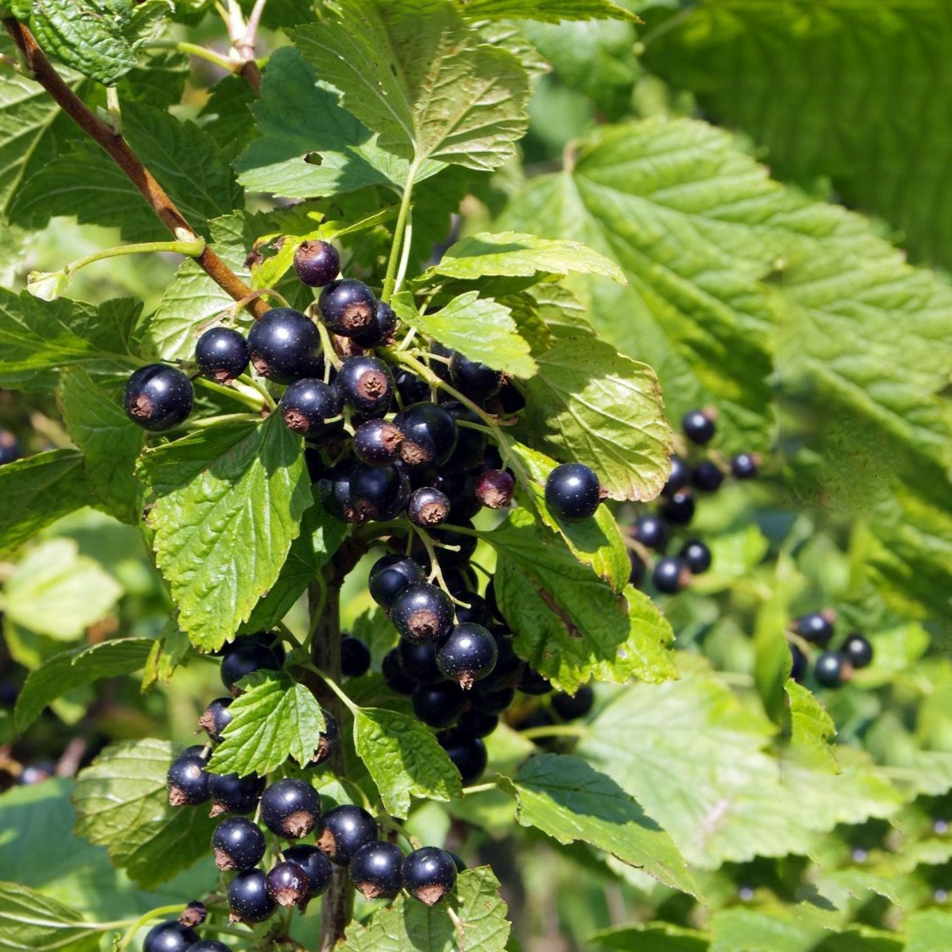 Svartvinbär – Ribes nigrum 'Ben Sarek' - C2 30-40 CM
