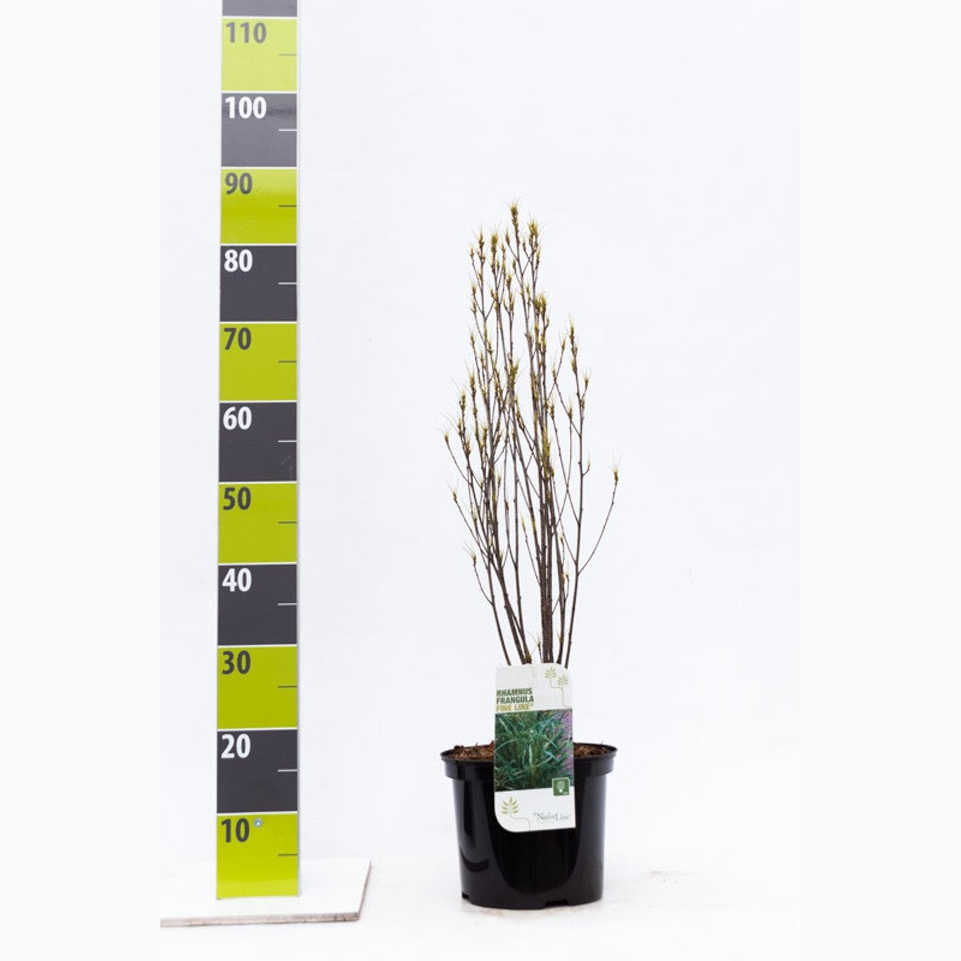 Brakved – Frangula alnus 'Fine Line'® - C4,6 40-60 CM