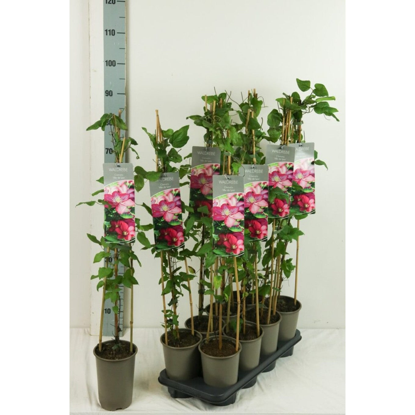 Klematis – Clematis 'Ville de Lyon' - C2 60-80 CM Stick