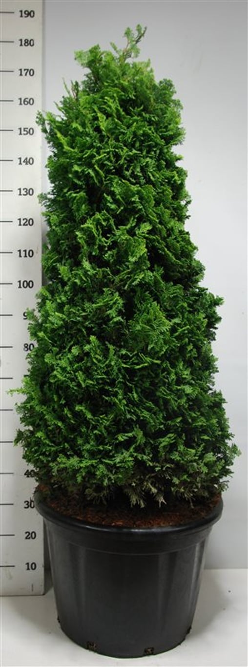 Ädelcypress – Chamaecyparis obtusa 'Nana Gracilis' - C65 120-140 cm. Gesnoeid