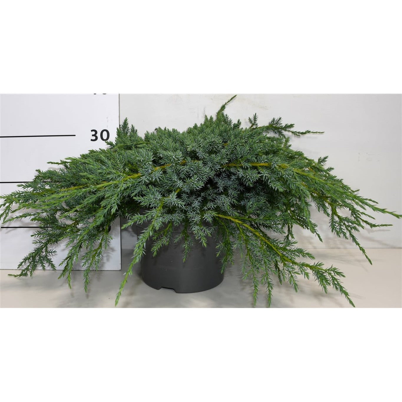 Fjäll-en – Juniperus squamata 'Blue Carpet' - C5 40-50 CM