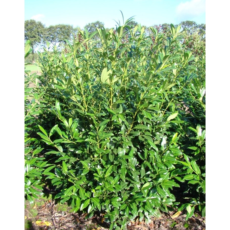 Lagerhägg – Prunus laurocerasus &