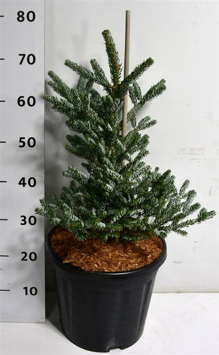 Koreagran – Abies koreana 'Silberlocke' - C13 50-60 cm.
