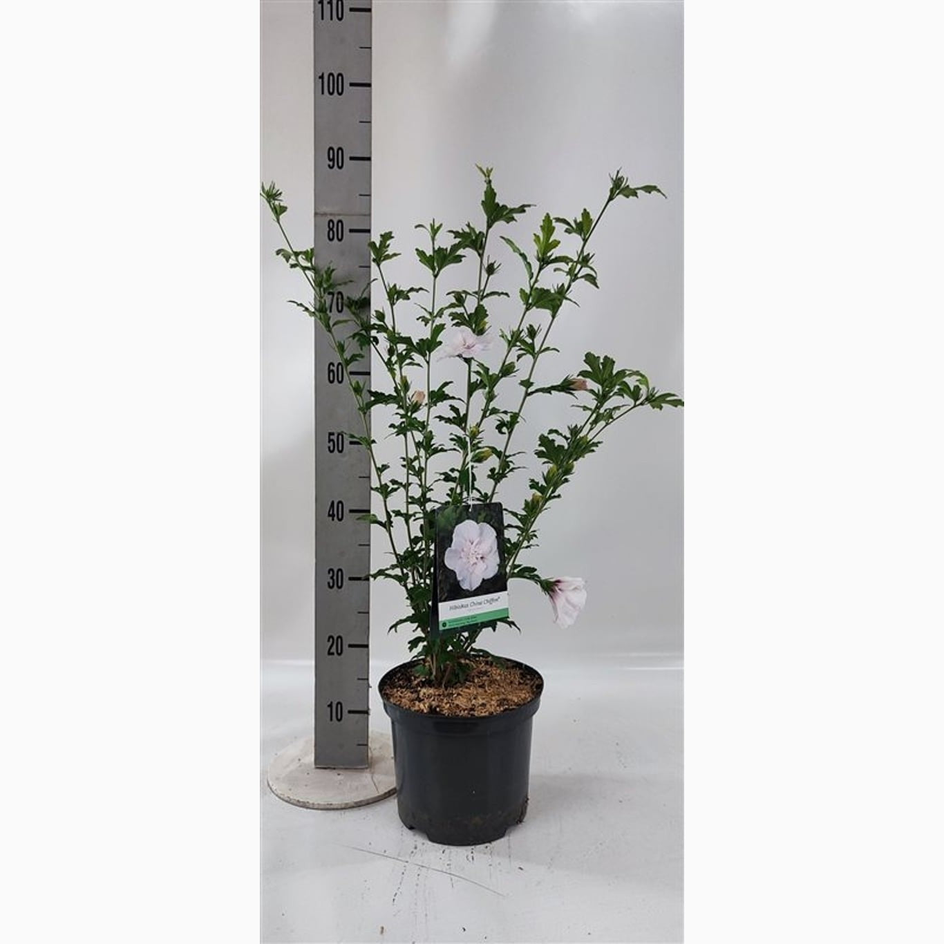 Hibiskus – Hibiscus syriacus 'China Chiffon'® - C5 60-80 CM