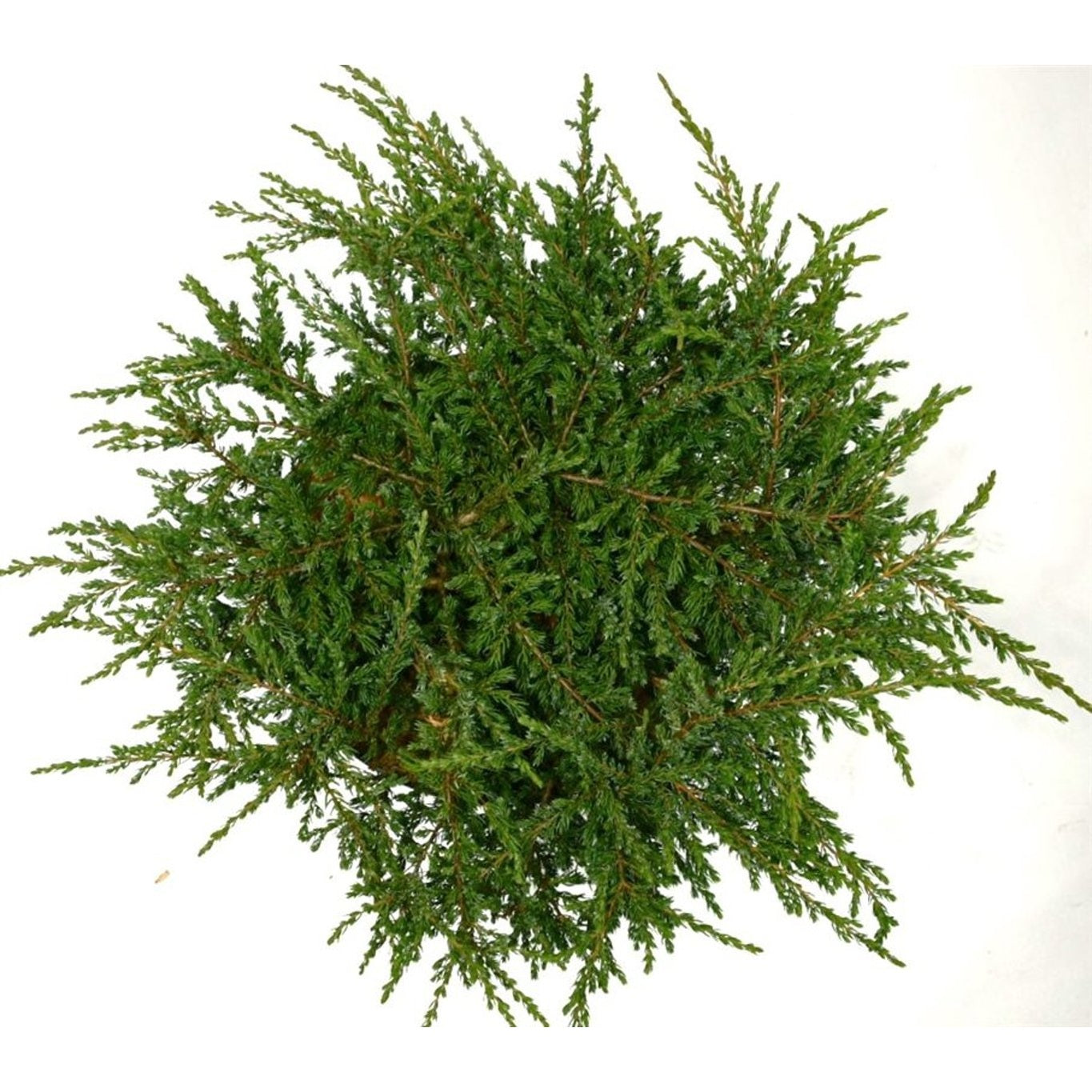 En – Juniperus communis &