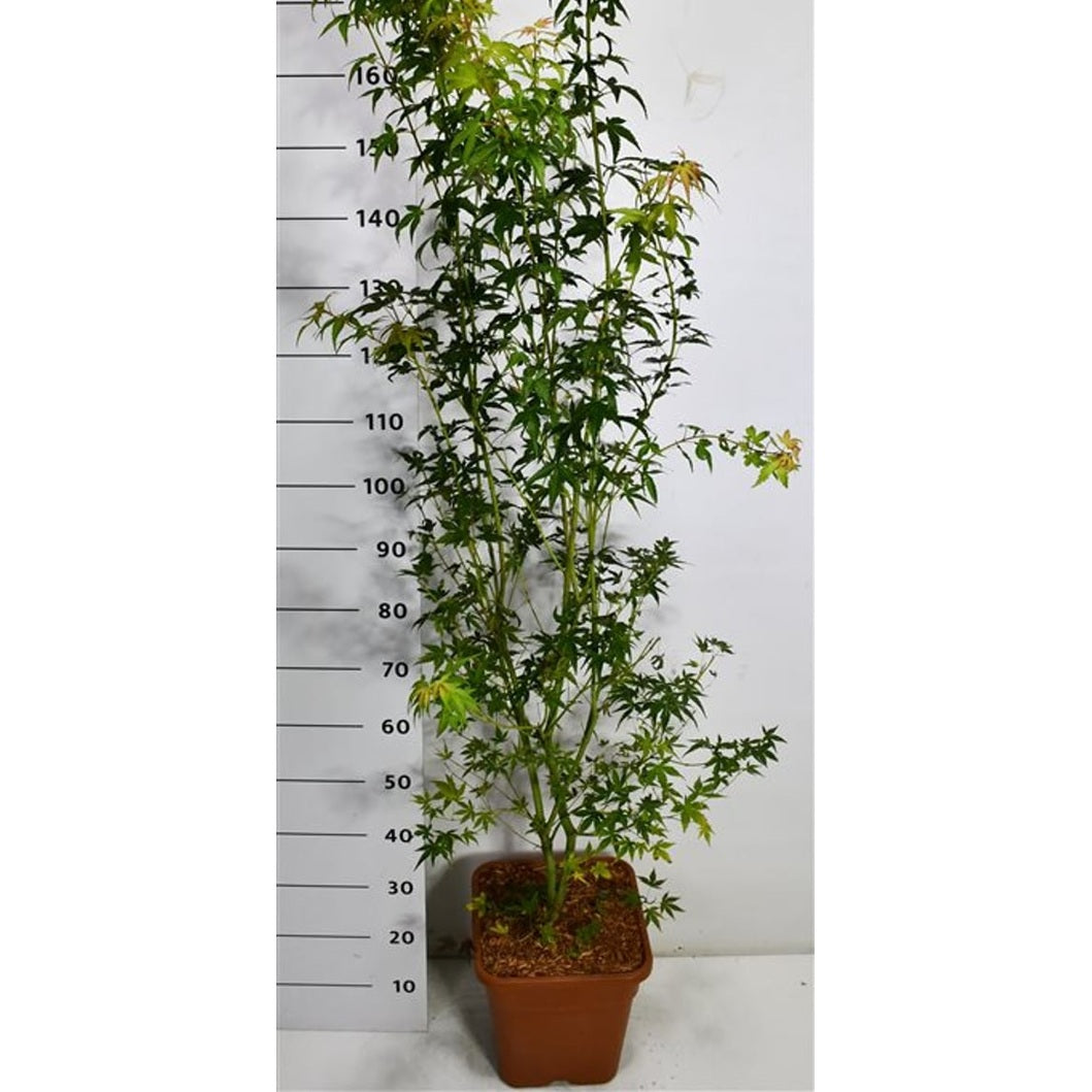 Japansk lönn – Acer palmatum &