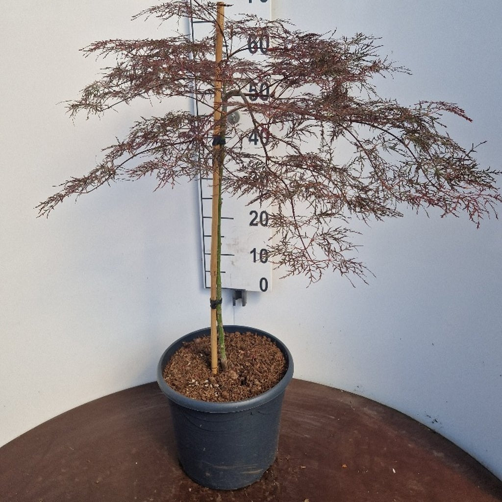 Japansk lönn – Acer pal. 'Red Feathers' - 50 CM Stem C10