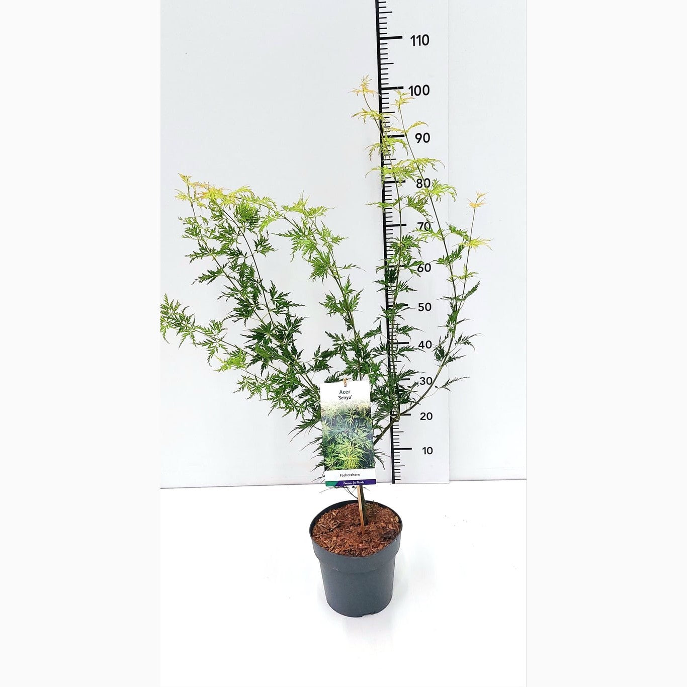 Japansk lönn – Acer pal. 'Seiryu' - C3 40-60 CM