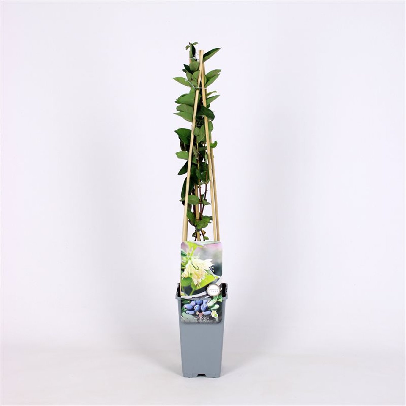 Blåbärstry – Lonicera caerulea &