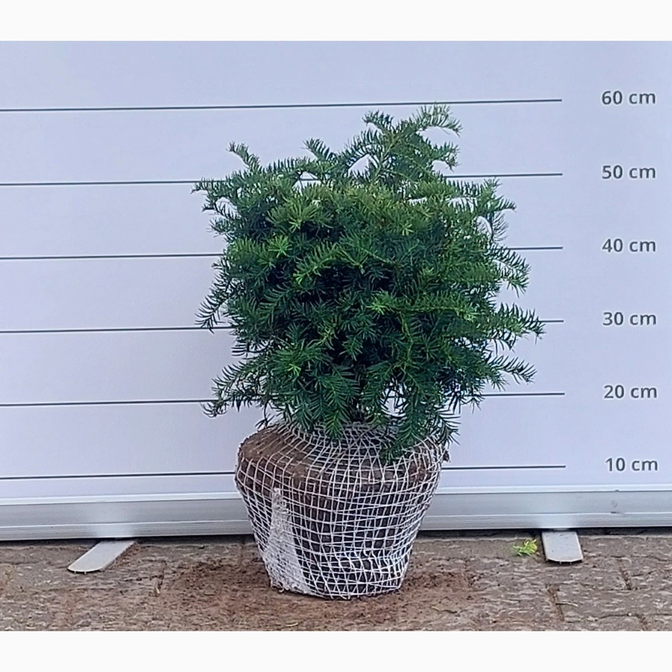 Idegran – Taxus baccata 'Repandens' - 40-50 CM RB
