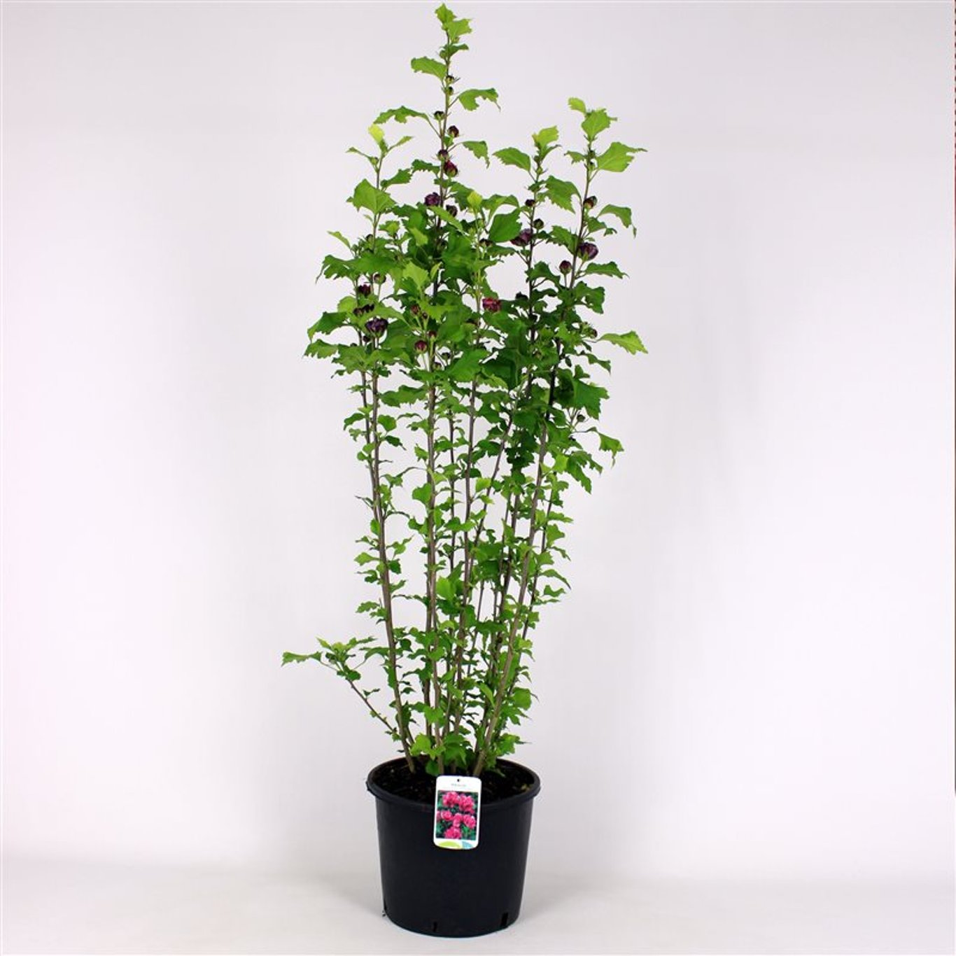 Hibiskus – Hibiscus syriacus 'Duc de Brabant' - 125-150 CM RB