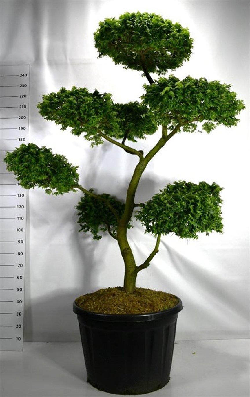 Alm – Ulmus 'Jaqueline Hillier' - C180 180-200 cm. Bonsai