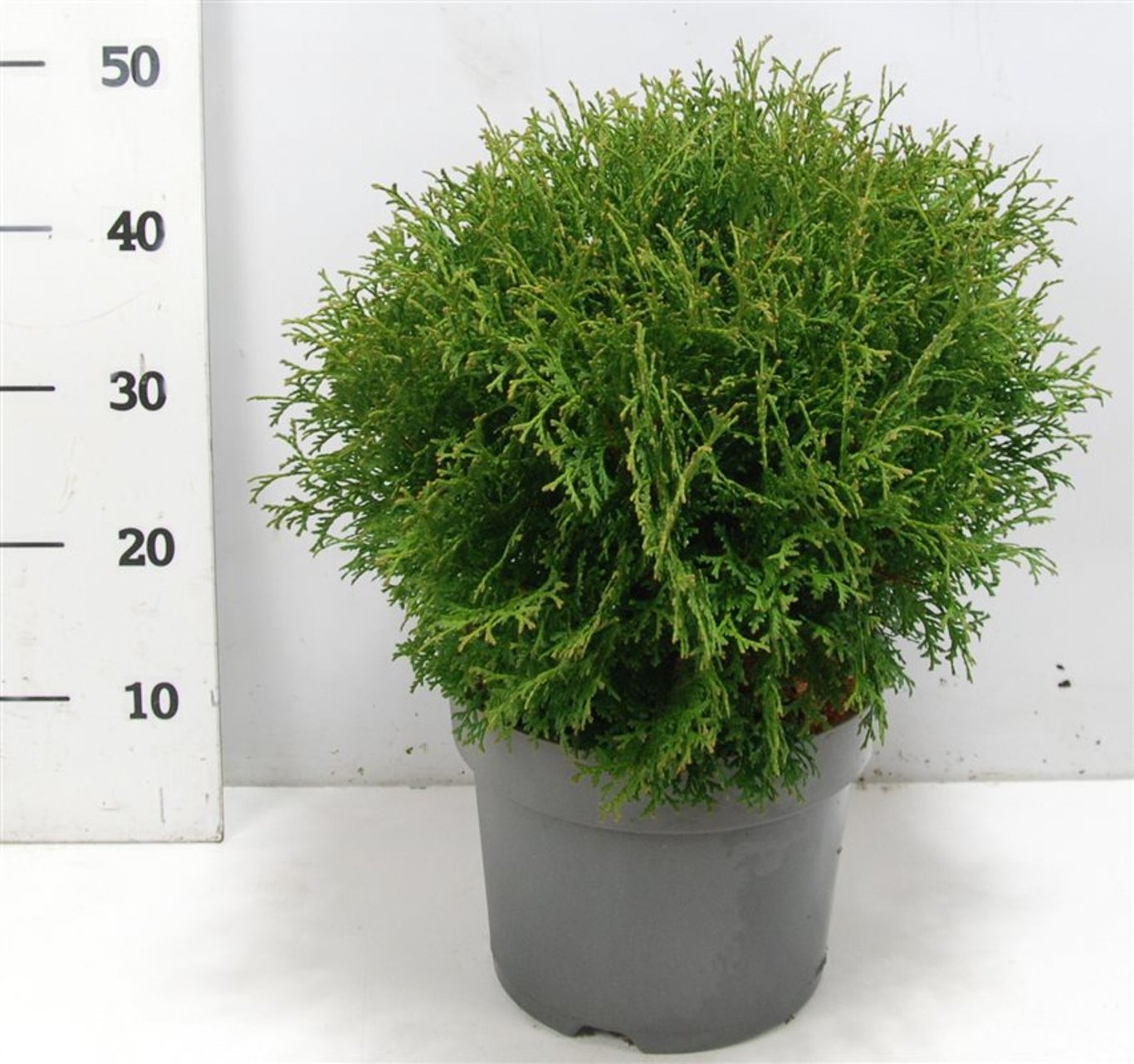 Thuja – Thuja occidentalis &