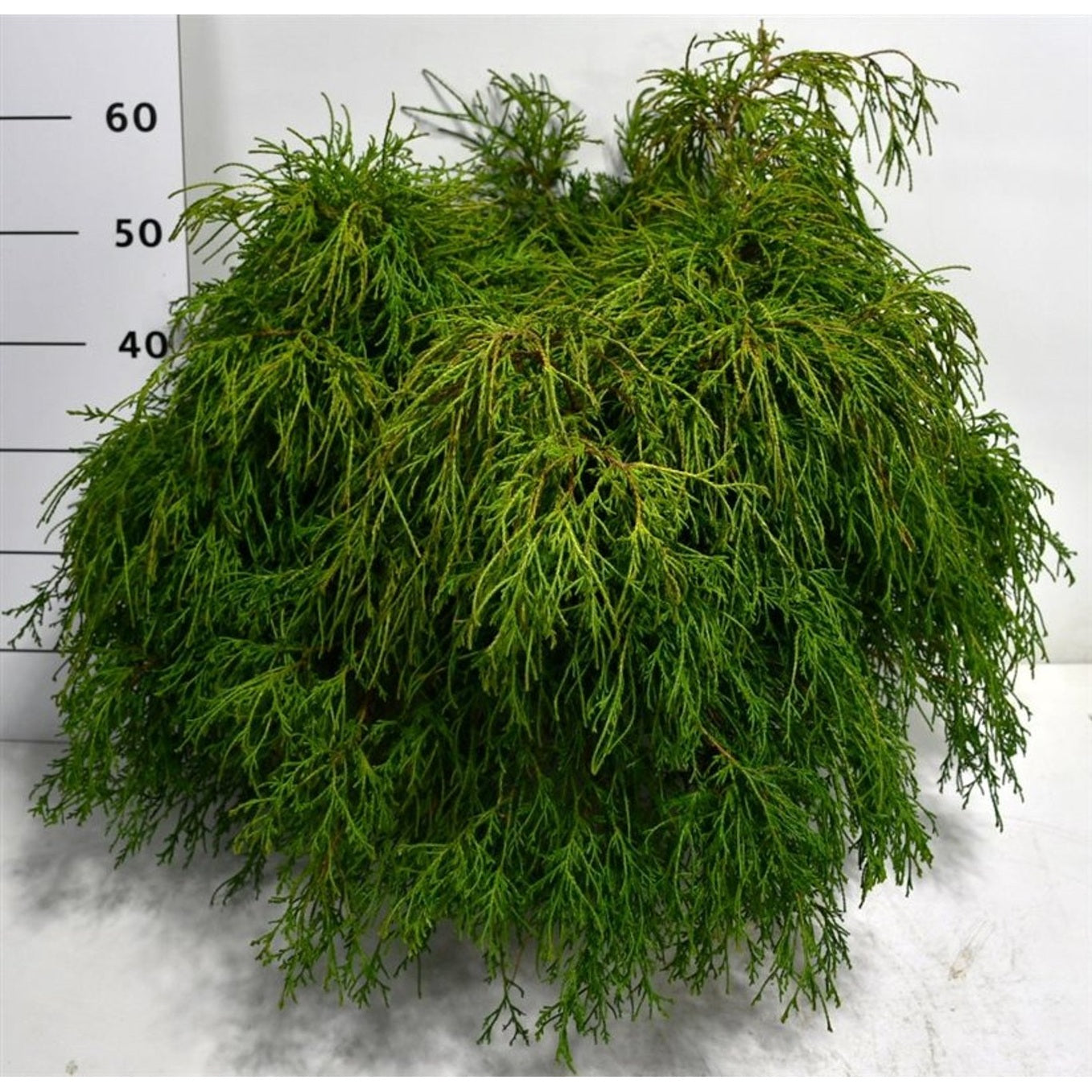 Ädelcypress – Chamaecyparis pisifera 'Filifera Nana' - C12 50-60 CM